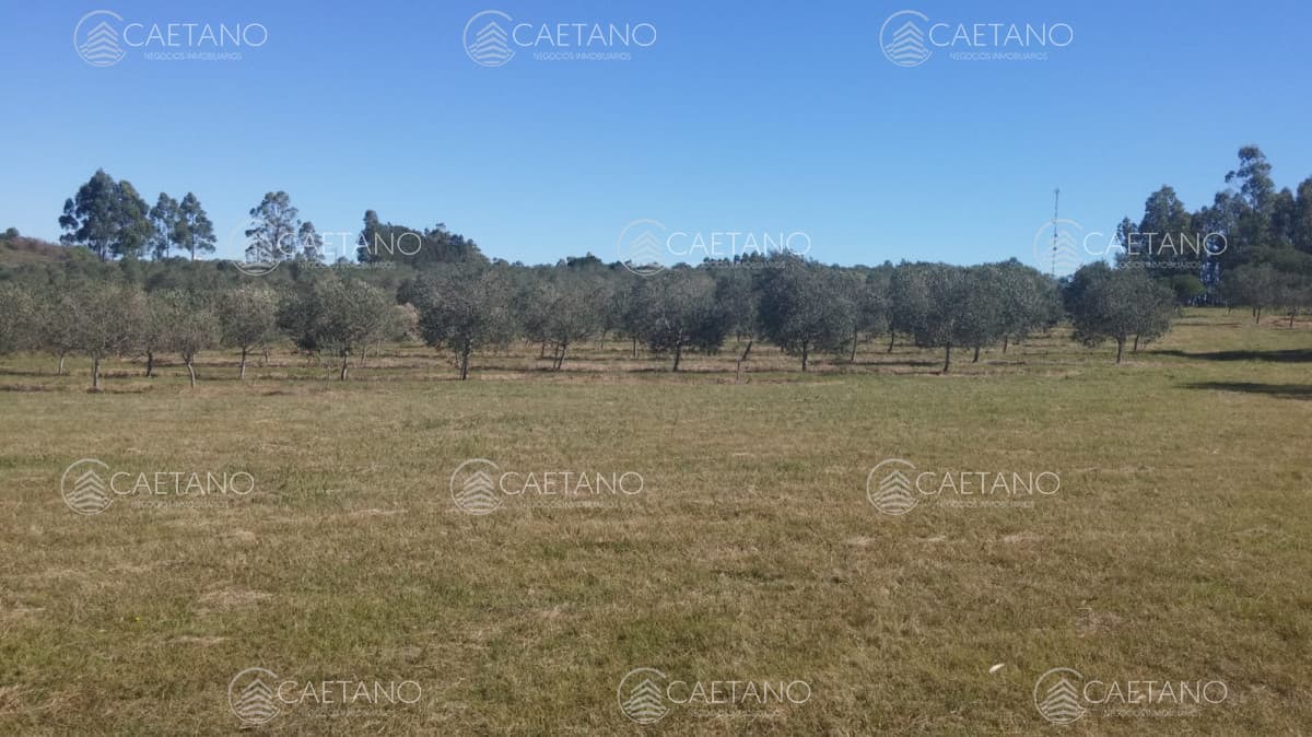 Chacra sobre ruta 12 en venta! — foto 2