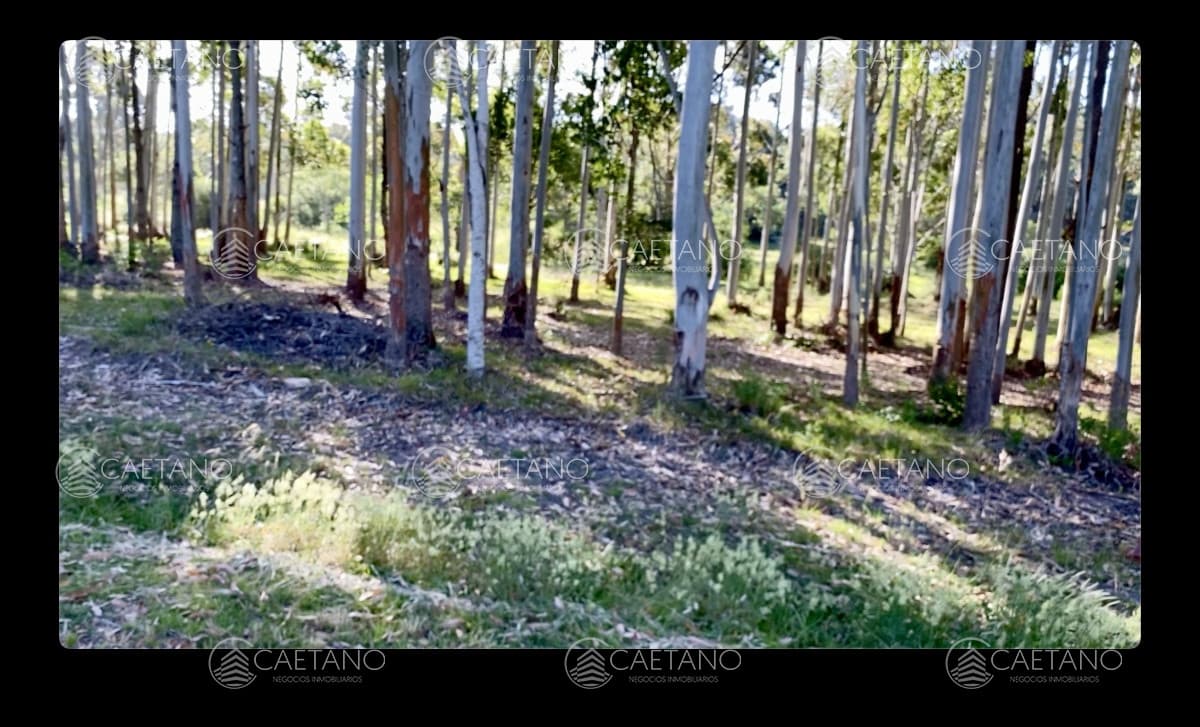 Excelente lote en chacras del Pinar — foto 2
