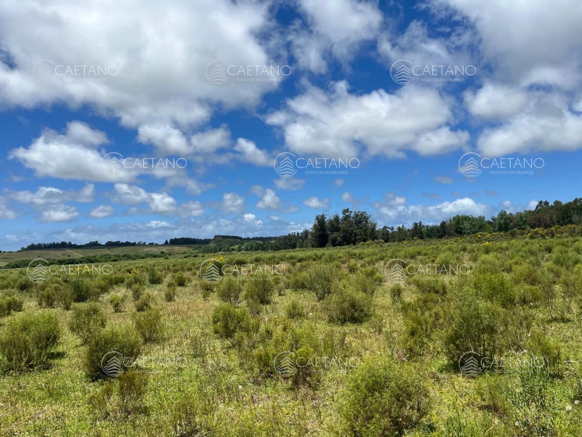 VENTA 11 HECTAREAS RUTA 104