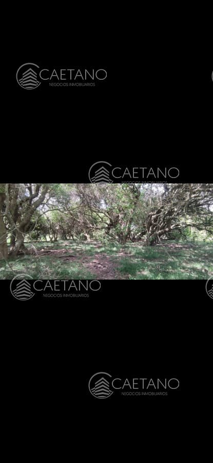 Terreno en alquiler en Maldonado — foto 3