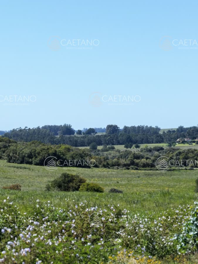 Chacras de 3 hectareas Ama Jose Ignacio , desde 85,000 dolares — foto 3