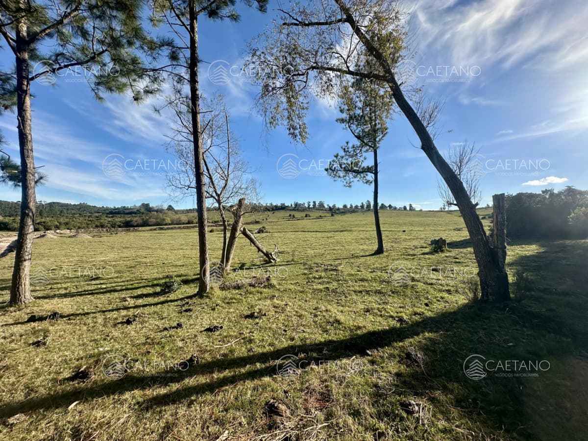 venta chacra 3 hectáreas Punta Ballena. — foto 3