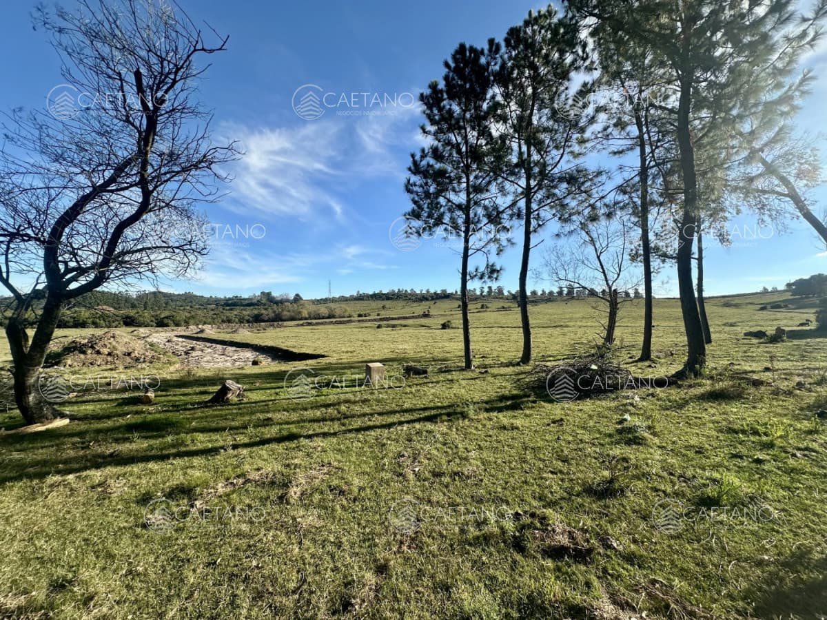 Venta cacha 3 hectáreas. Ruta 12, Punta ballena. — foto 3