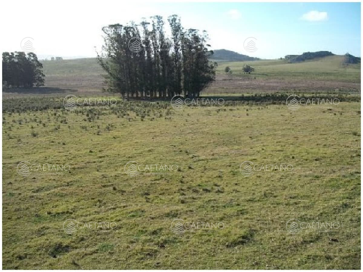 Vendo chacra 5 hectareas, a metros de ruta 12, entre Solanas y Ruta 9. — foto 2
