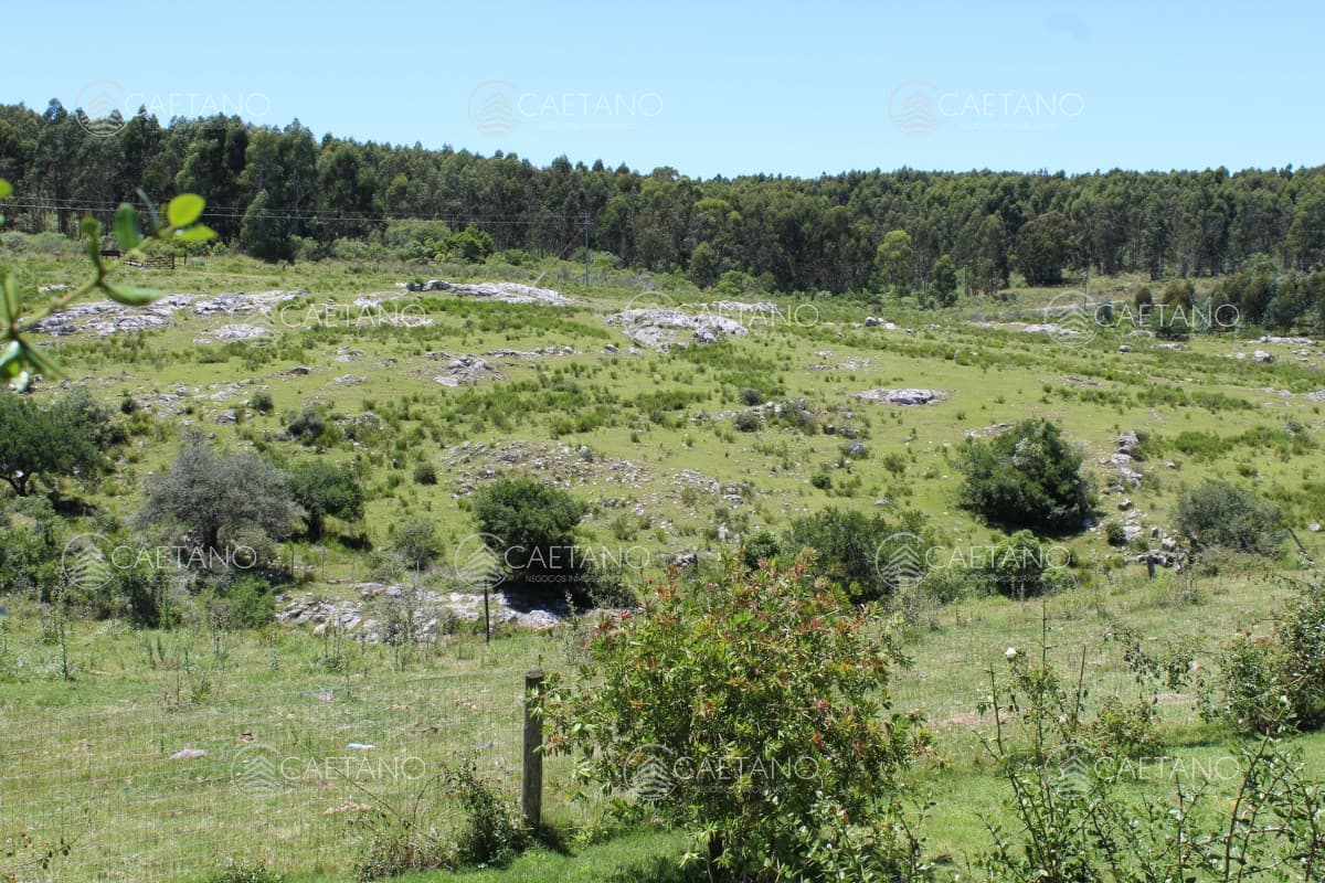 FracciÃƒÂ³n de campo a metros de ruta 12 — foto 3