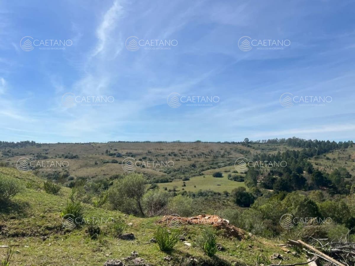 Venta Campo 80 hectareas — foto 3