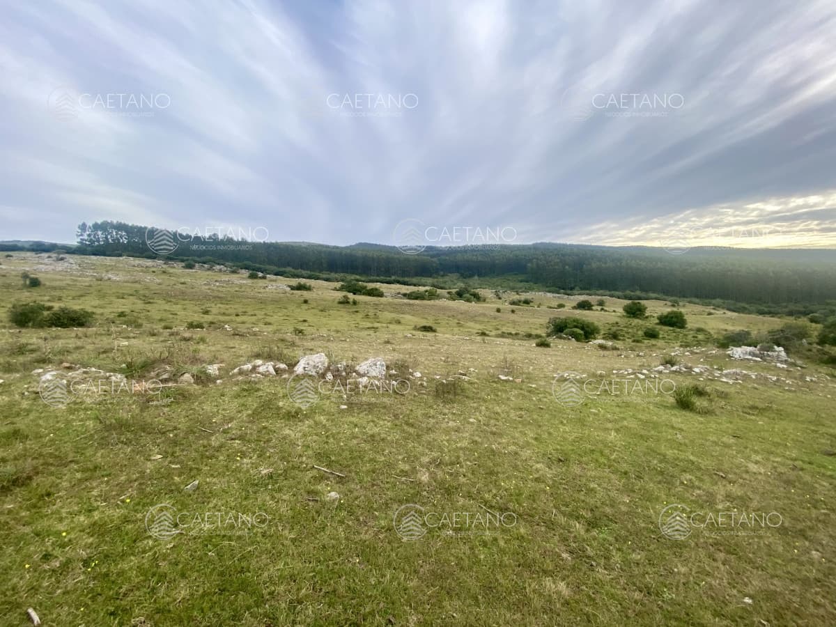 Venta campo 261 hectareas. Ruta 12 Maldonado. — foto 3