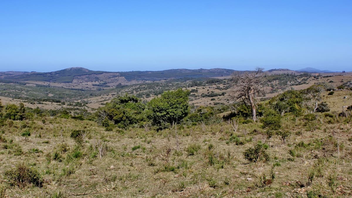 Campo de sierra sobre Ruta 12
